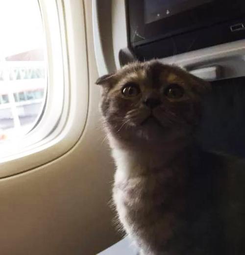 猫咪可以上飞机吗,猫咪可以上飞机吗?,猫猫可以带上飞机吗？
