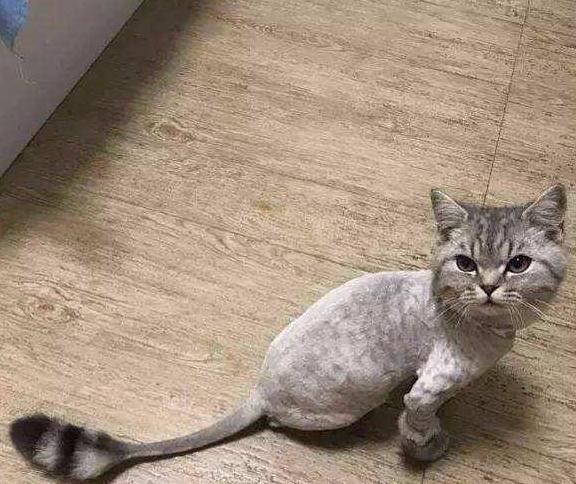 猫脱毛是什么原因,猫脱毛是什么原因引起的,猫掉毛是怎么回事？
