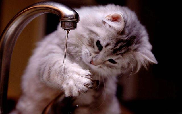 猫为什么怕洗澡,猫为什么怕洗澡却爱玩水,小猫为什么不能洗澡？