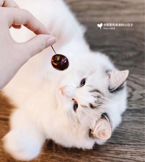 猫咪能吃樱桃吗,猫咪能吃樱桃吗?,布偶猫能吃樱桃吗？