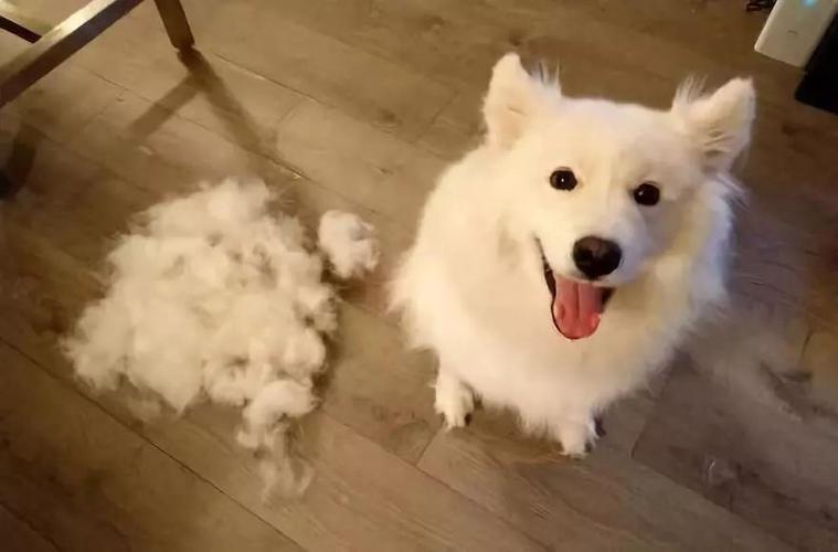 狗为什么会脱毛,狗为什么会脱毛什么原因造成的,动物为什么脱毛？