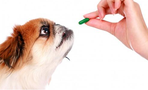 狗感冒打什么针,狗感冒打什么针最有效,狗可以打青链霉素和青霉素么？