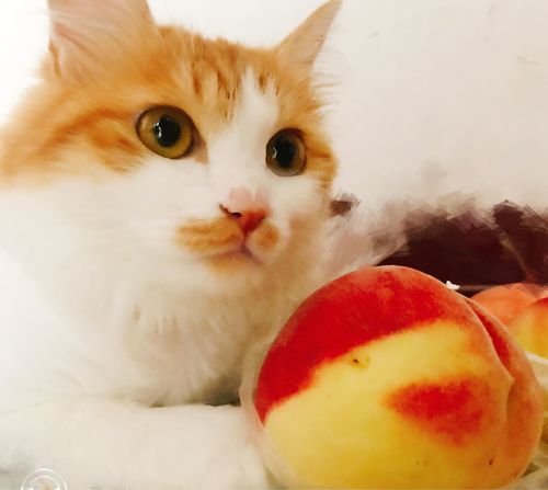 猫咪可以吃桃子吗,两个月的猫咪可以吃桃子吗,猫咪可以吃桃花吗？