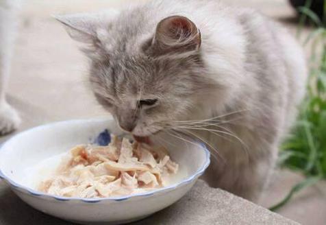 猫咪夏天不爱吃饭,猫咪夏天不爱吃饭正常吗,龙猫不吃不喝怎么办？