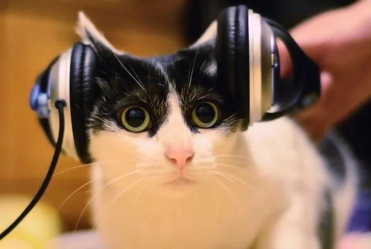猫咪爱听的歌曲,猫咪爱听的歌曲大全,什么歌能吸引猫咪？