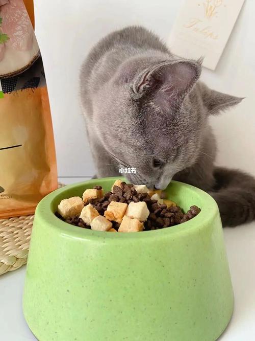 猫除了猫粮还能吃什么,猫除了猫粮还能吃什么食物,除了猫粮猫还可以吃什么当正餐？