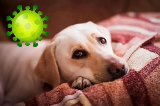狗都有什么病,狗都有什么病毒,一至六个月的小狗最容易得什么病，该怎么预防？