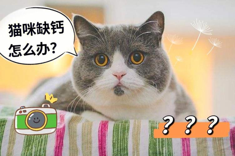 猫咪缺钙的症状,猫咪缺钙的症状会后腿无力吗,猫咪缺钙吃什么食物补充最快？