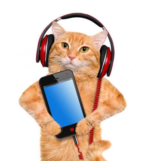 适合猫咪听的音乐,适合猫咪听的音乐歌,猫喜欢听的音乐？