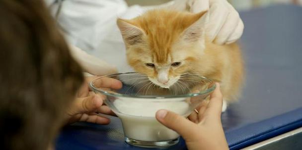 猫咪能喝豆奶吗,猫咪能喝豆奶吗会死吗,猫咪可以喝豆浆吗？