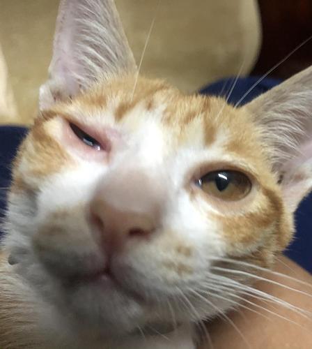 猫咪眼睛肿了睁不开,猫咪眼睛肿了睁不开用什么药,急！小猫眼睛有脓睁不开眼了怎么回事啊？