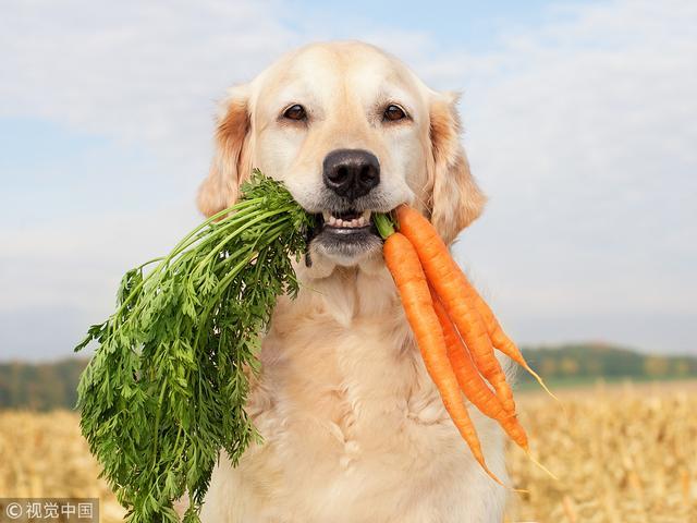 狗能吃什么菜,狗能吃什么菜和水果,狗狗吃什么蔬菜好呢？
