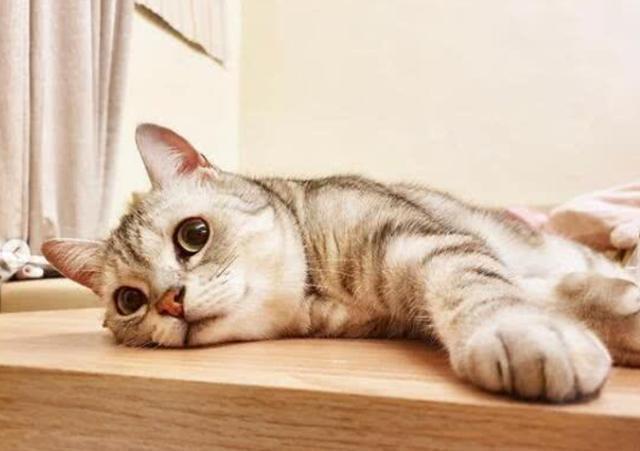 猫咪睡觉的时候抽搐,猫咪睡觉的时候抽搐是什么原因,猫咪在睡着后抽搐是怎么回事？