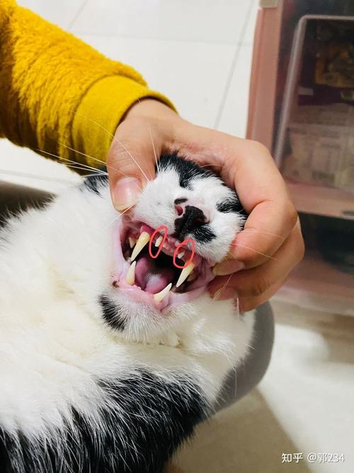 猫什么时候长牙,猫什么时候长牙齿,小猫多大开始长牙？