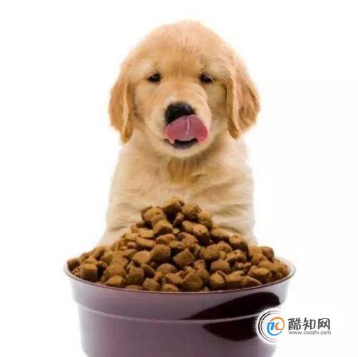 狗吃什么能长胖,给狗狗吃什么能长胖,吃什么能让狗狗长高？