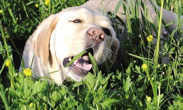 狗为什么吃树叶,狗为什么吃树叶和草,狗狗喜欢吃叶子，这到底怎么了？