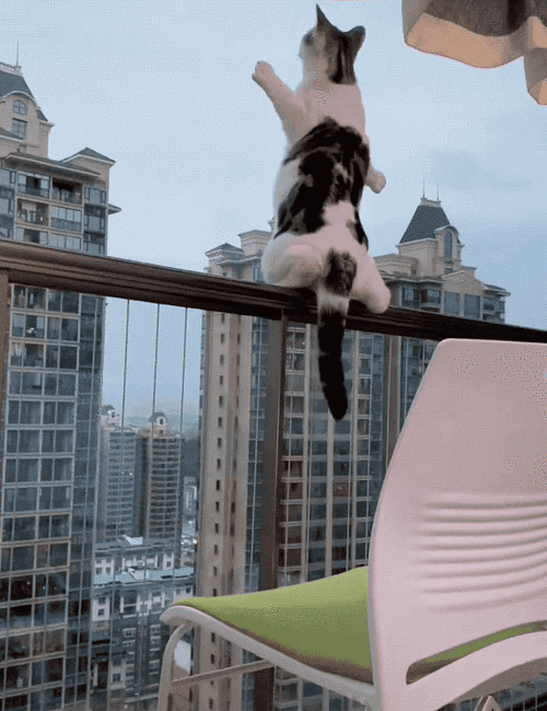 猫为什么跳楼,猫为什么会从高楼跳下去,猫一般会跳楼吗？
