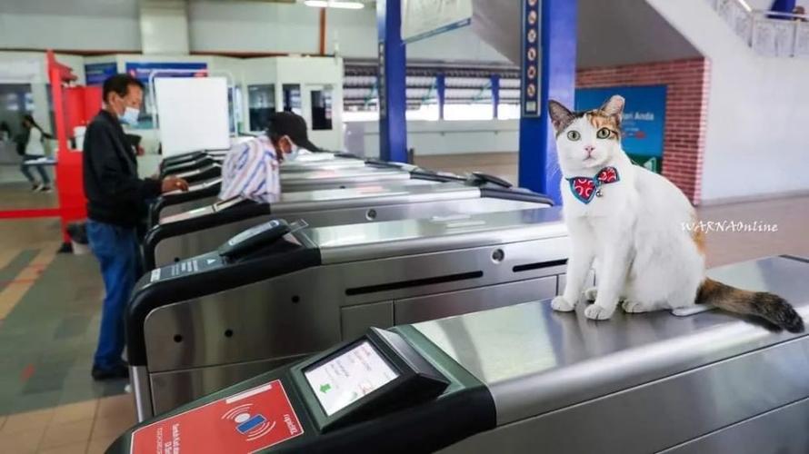 猫咪能坐地铁吗,南京带猫咪能坐地铁吗,地铁可以带猫么？