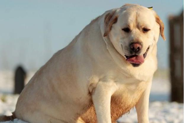 狗吃什么长得胖,狗催肥最简单方法,狗吃什么长得胖