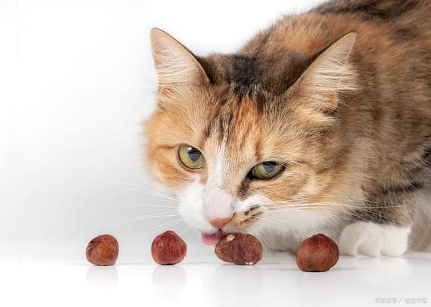 猫咪能吃坚果吗,猫咪能吃坚果吗?,猫咪能吃松子吗？