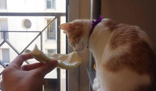 猫咪能吃柚子吗,猫咪能吃柚子吗?,猫可以吃柚子吗？