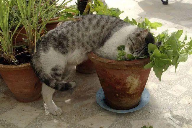 对猫咪有害的植物,对猫咪有害的植物图片,为什么木天蓼不建议经常给猫咪玩？
