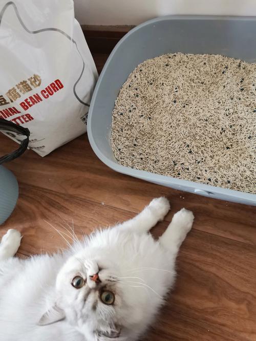 什么猫砂便宜又好用,什么猫砂便宜又好用啊,猫砂什么最好最实用又便宜？