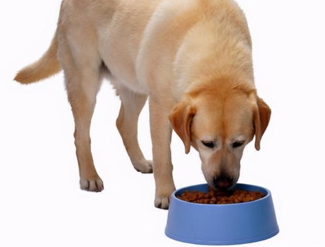 小狗可以吃什么东西,小狗可以吃什么东西除了狗粮,刚会吃食的小狗喂什么？