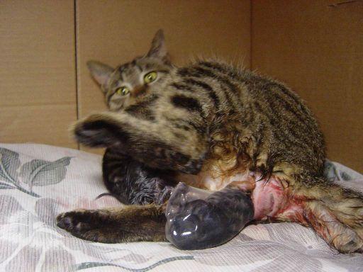 猫咪分娩过程,猫咪分娩过程中小猫间隔多久正常,公猫母猫繁殖下一代的全过程？