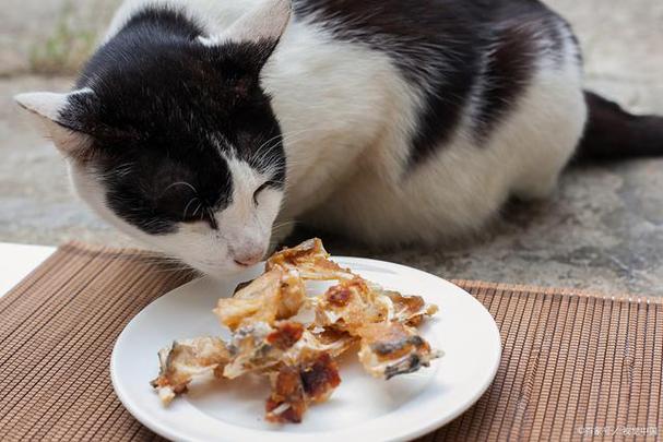 猫咪能吃鸡骨头吗,猫咪能吃鸡骨头吗?,猫可以吃猪蹄的骨头吗?