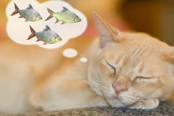 猫咪能吃海鱼吗,猫咪能吃海鱼吗为什么,猫能不能吃海鲜？