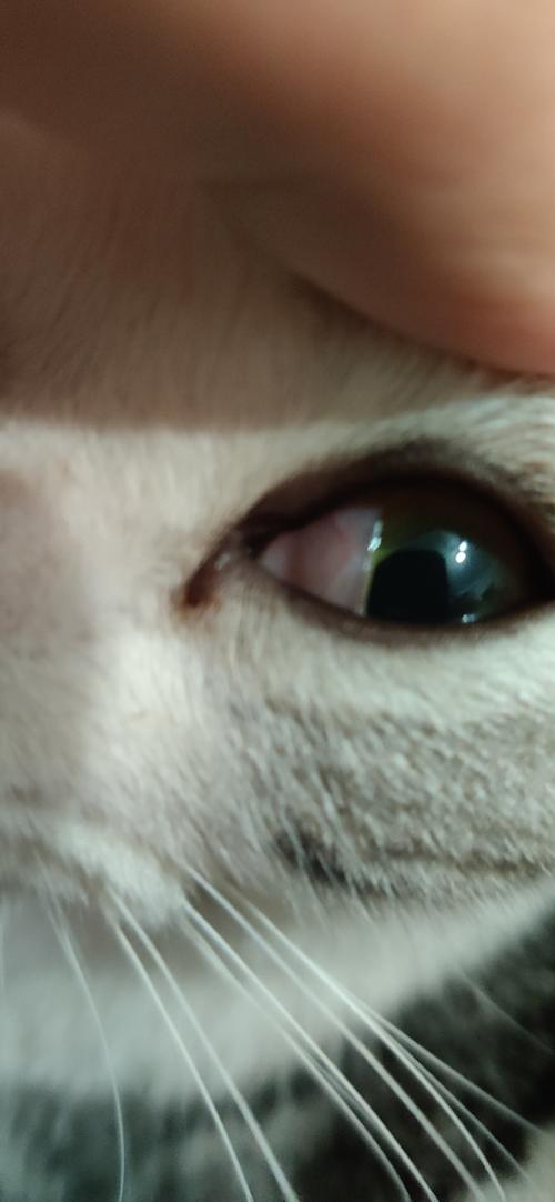 猫咪结膜炎的症状,猫咪结膜炎的症状图片,猫咪眼睛结痂是什么？