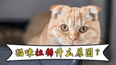猫咪拉肚子的原因,猫咪拉肚子的原因及处理方法,猫咪拉稀的原因有哪些？