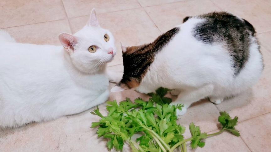 猫咪能吃芹菜吗,猫咪能吃芹菜吗会中毒吗,猫喜欢闻芹菜吗？