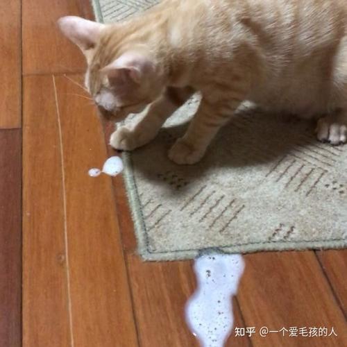 小猫呕吐是什么原因,小猫呕吐是什么原因白色泡沫,猫咪一直在吐是怎么回事？