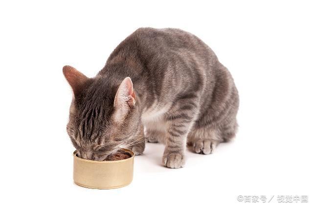 猫一般吃什么食物,宠物猫一般吃什么食物,小猫一般吃什么食物？