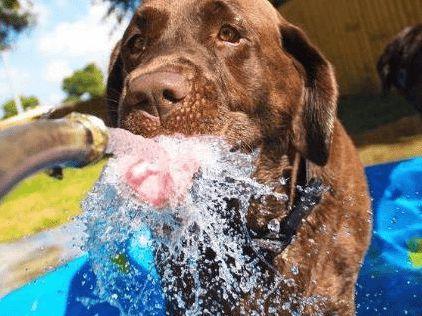狗喝水是什么意思,梦见狗喝水是什么意思,狗要喝水吗？
