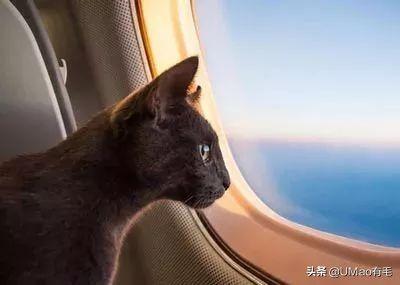 坐飞机可以带猫咪吗,坐飞机可以带猫咪吗有宠物包,坐飞机怎么带猫？