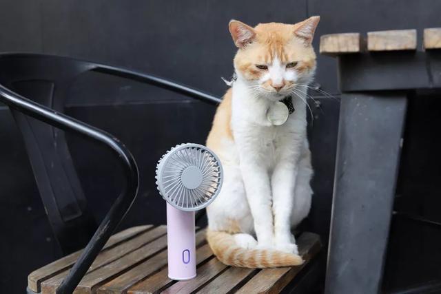 猫咪耐热吗,猫咪夏天能接受多少度,猫可以忍受最高温度多少？