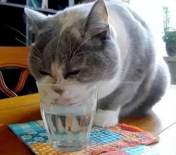 猫咪突然大量喝水,猫咪突然大量喝水怎么回事,狗狗突然之间喝很多水？