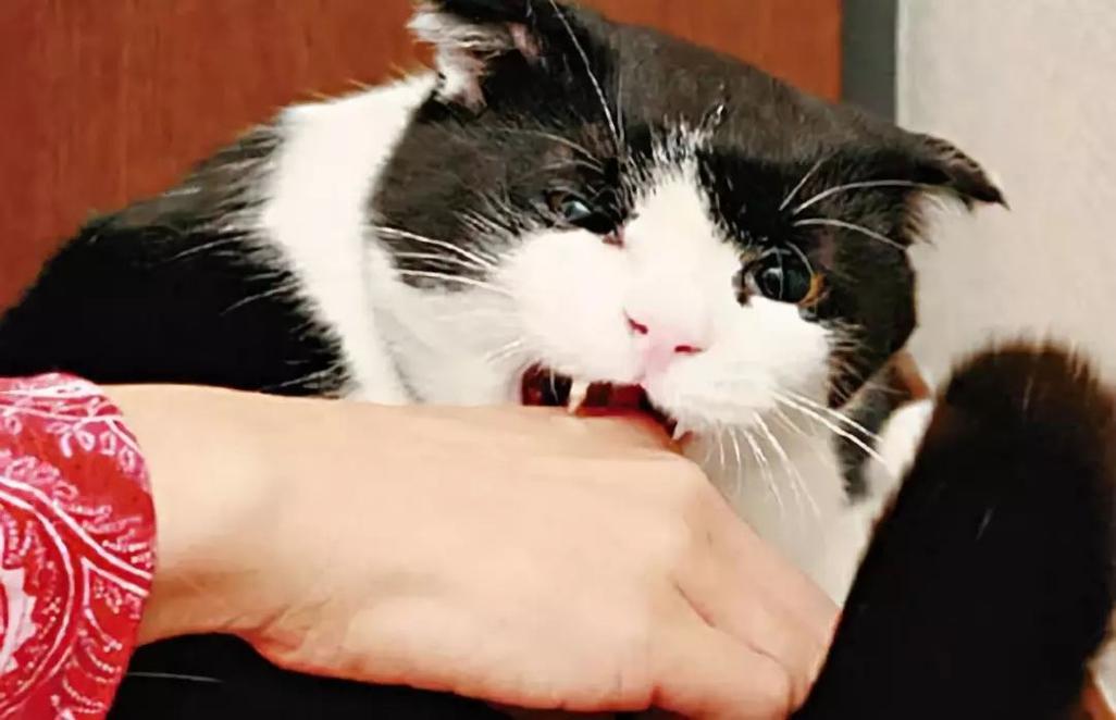 猫为什么会突然咬人,猫为什么会突然咬人的脚,猫咪突然咬人怎么回事？