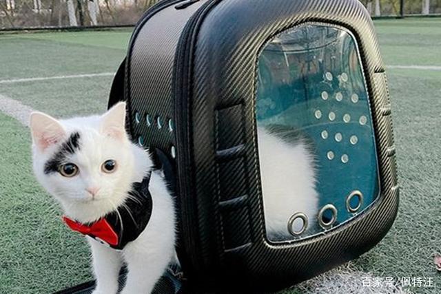 猫咪可以带上火车吗,猫咪可以带上火车吗猫包,火车可以带猫咪吗？