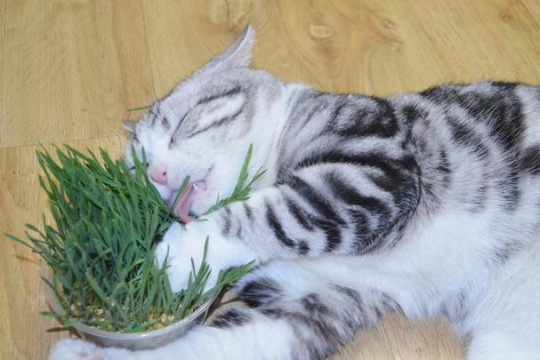 小猫为什么吃草,小猫为什么吃草会吐,为什么猫吃草？