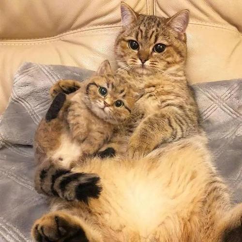 猫咪多大能生小猫,猫咪多大能生小猫咪,猫多大可以怀孕生小猫？