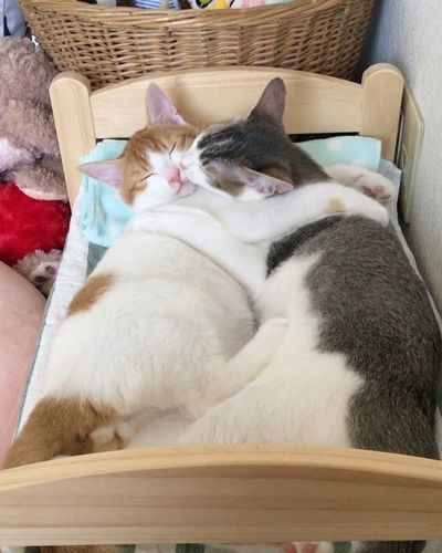 猫咪喜欢挨着人睡,猫咪喜欢挨着人睡觉什么意思,猫在床上为什么喜欢挨着女生？