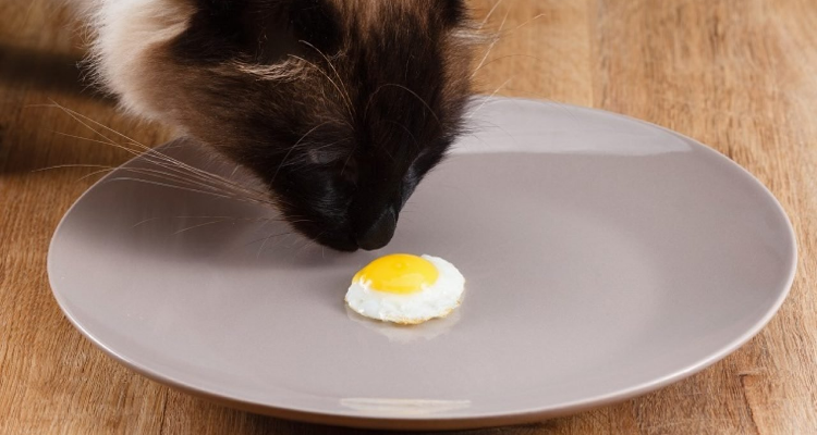 猫咪可以吃蒸鸡蛋吗,猫咪可以吃蒸鸡蛋吗吗,人吃的蒸鸡猫能吃吗？