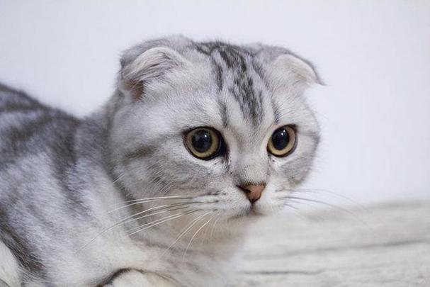 为什么不能养折耳猫,为什么不能养折耳猫虽然可爱但它们本身是残疾,养折耳猫的都是什么人？