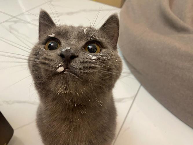 猫咪可以喝板蓝根吗,猫咪可以喝板蓝根吗一天几次,小猫24小时不吃东西可以么？