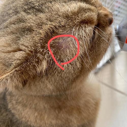 猫咪毛囊炎的症状,猫咪毛囊炎的症状和图片,猫癣和毛囊炎的区分？