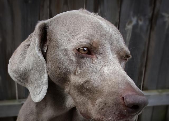 狗狗为什么会流泪,狗狗为什么会流泪导致泪痕,狗狗为什么老是流眼泪呢？